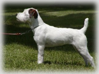 Fox Run Sprinkle | Jack Russell Terrier 