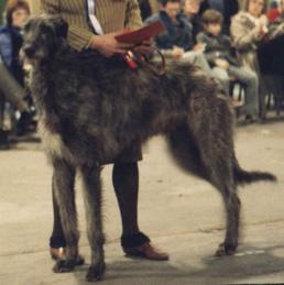 Ardkinglas Agag | Scottish Deerhound 