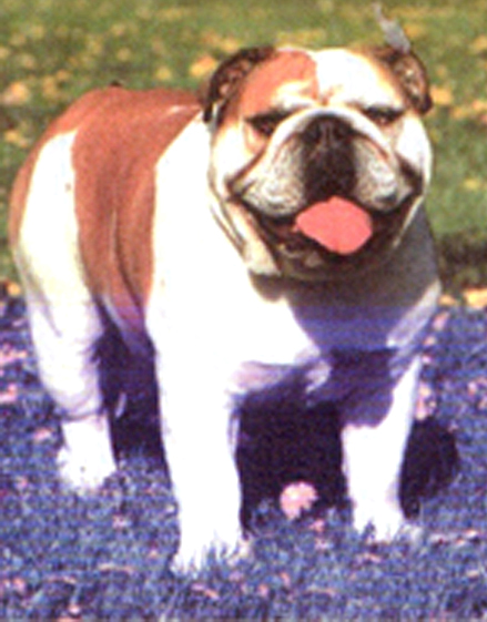 Andy Ronbell | Bulldog 