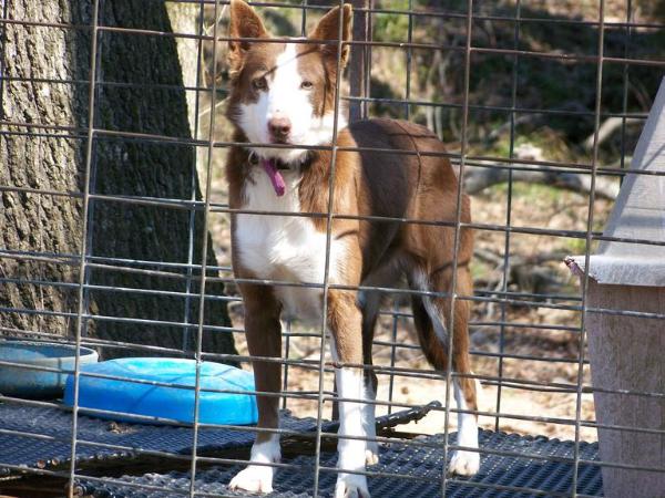 Snow Hill Roxie | Border Collie 