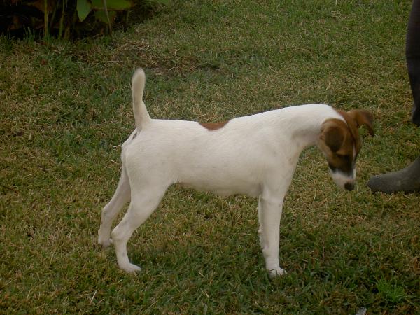 Agria Heaven Sent | Smooth Fox Terrier 