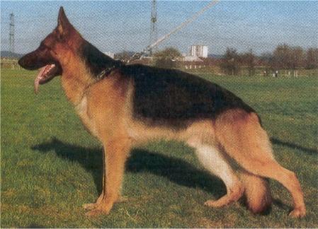 Zigo von der Wienerau | German Shepherd Dog 