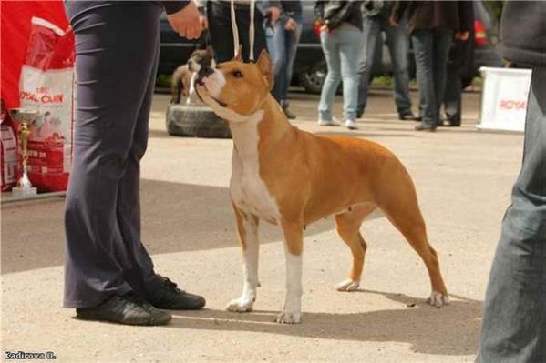 Delayda De Lada | American Staffordshire Terrier 