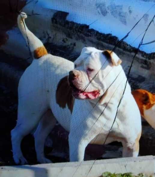 No Glory Bulls COCONUT | American Bulldog 