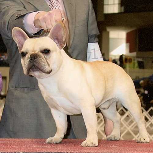 Daystar's Handsome Beamer | French Bulldog 