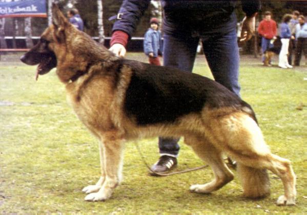 Elch vom Trienzbachtal | German Shepherd Dog 