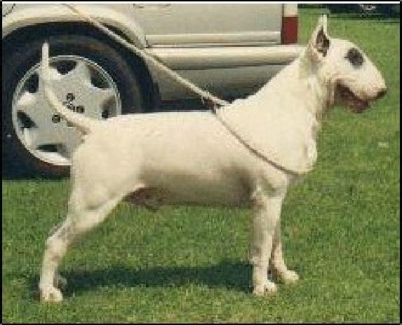 Denpower Baron Baskerville of Bullydale | Bull Terrier 