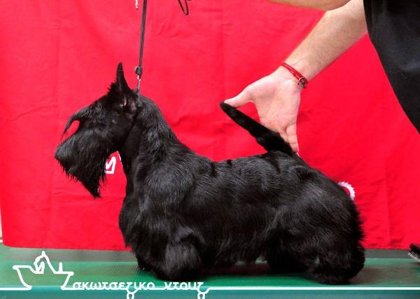 Axe Effect Raduzhny Stil | Scottish Terrier 