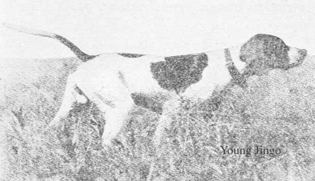 Young Jingo (Jingo x Pearl's Dot) | Pointer 