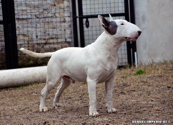 Ever lord bull bam bam | Bull Terrier 