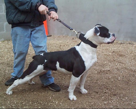 Dyna of Tuff N Uff(AB) | Olde English Bulldogge 