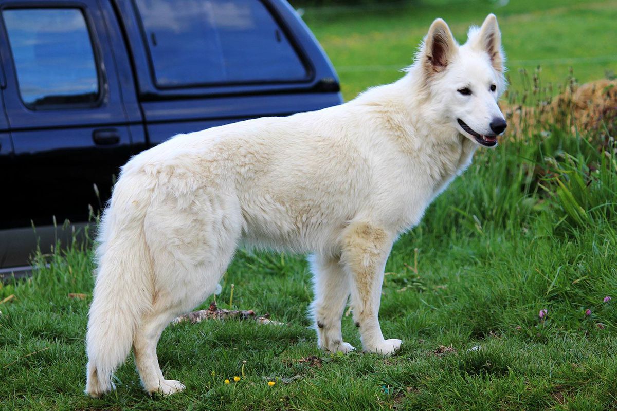 Vanille du Champ Del Croix | White Swiss Shepherd Dog 