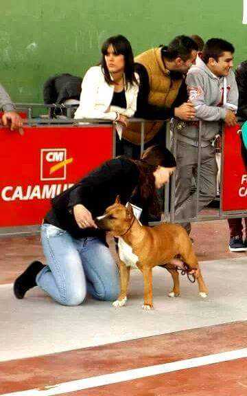 Mistica Chris Kennel | American Staffordshire Terrier  Mistica Chris Kennel | American Staffordshire Terrier
