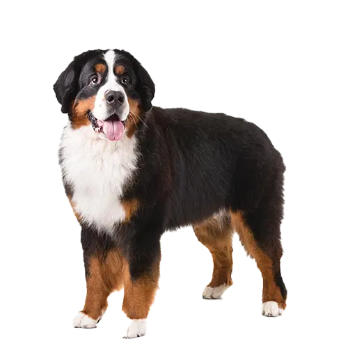 Bernese Mountain Dog