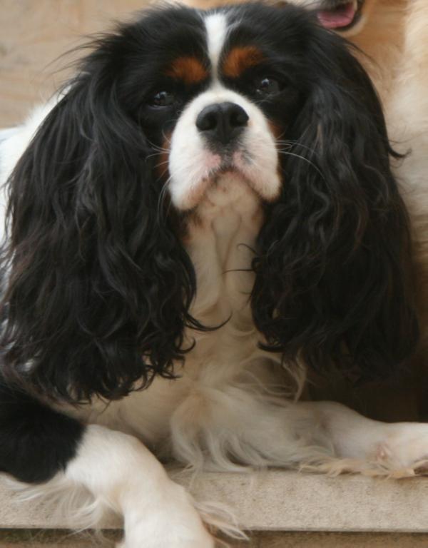 Etna des Rompudes de Beauvoir | Cavalier King Charles Spaniel 