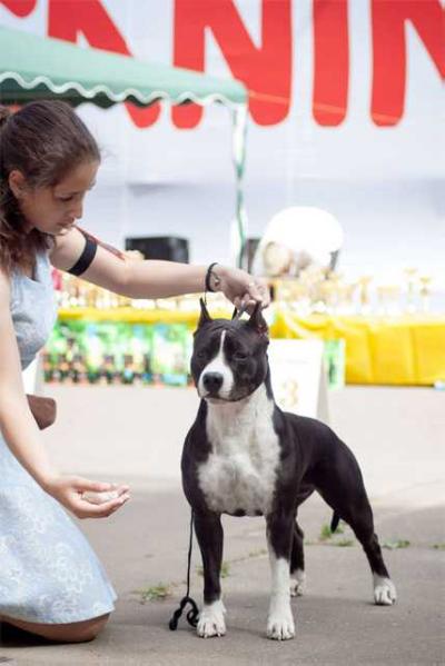 Denvers Elite Kalifea | American Staffordshire Terrier 