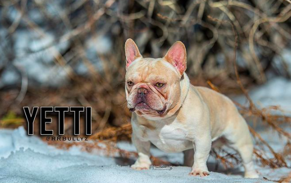 RRBullyz YETTI | French Bulldog 