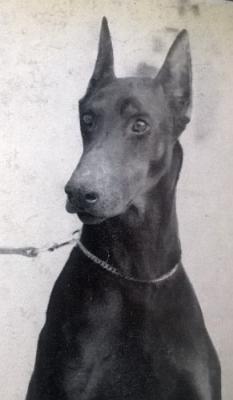 Helmo v. Fürstenfeld | Black Doberman Pinscher