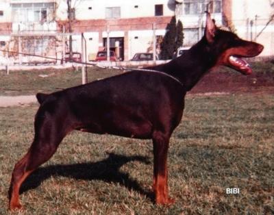 Bjanka Bibi Renewal | Brown Doberman Pinscher