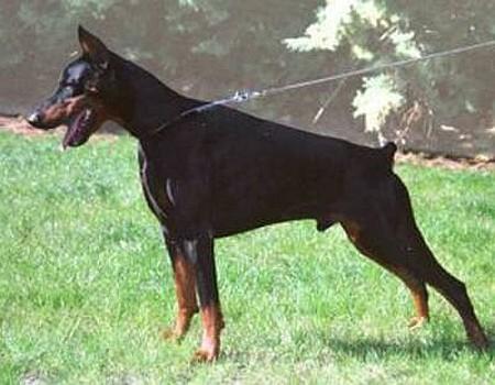 Taito Royal Bell | Black Doberman Pinscher