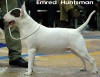 Emred Huntsman | Bull Terrier 