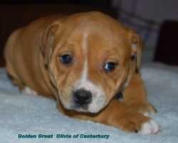 GOLDEN GREAT OLIVIA OF CANTERBURY | Staffordshire Bull Terrier 