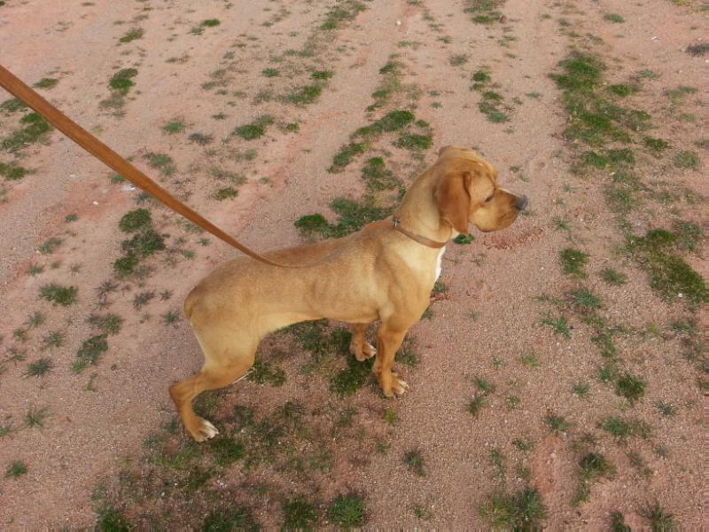 khayla | Portuguese Pointer 