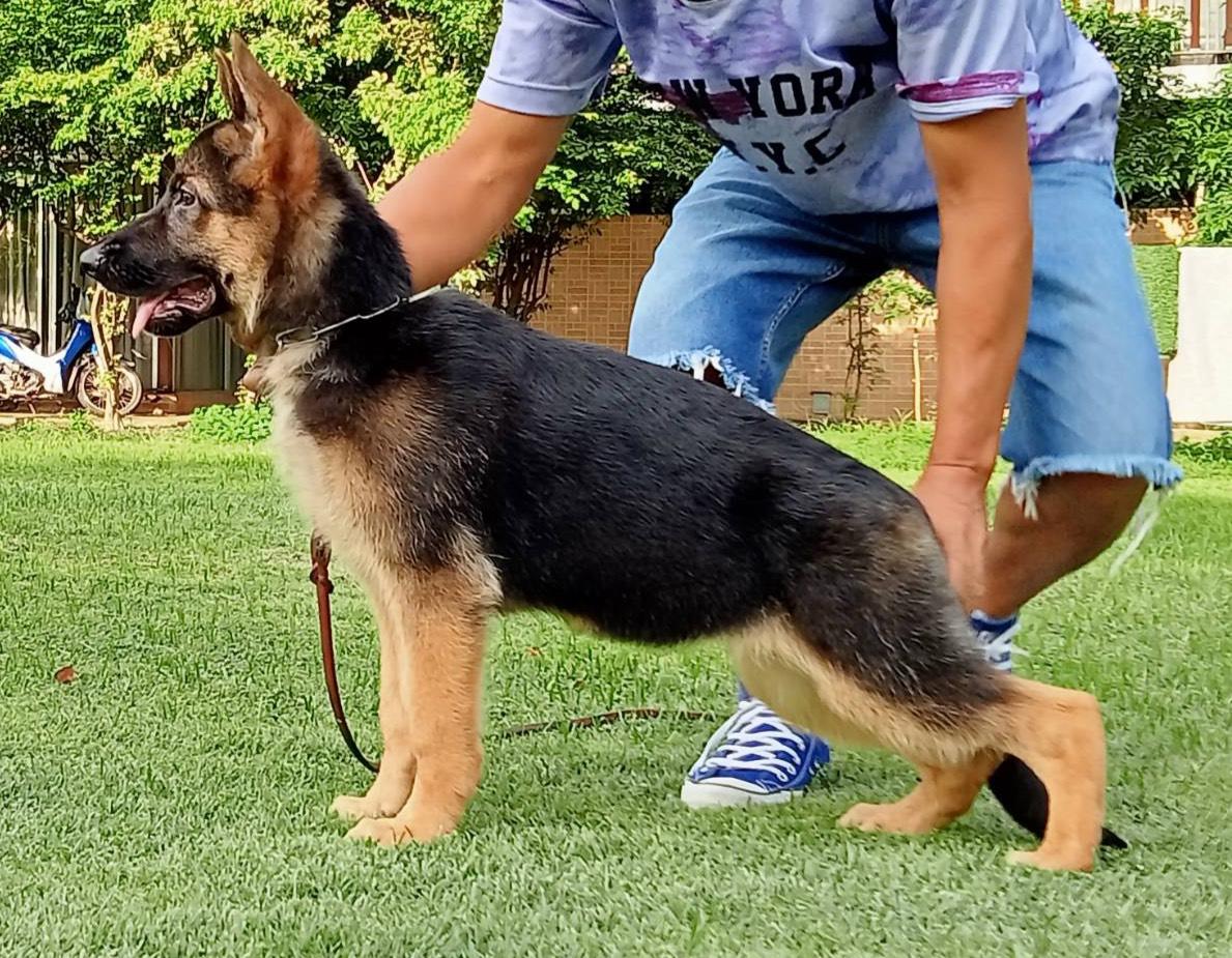 Charlotte vom R.C.Club | German Shepherd Dog 