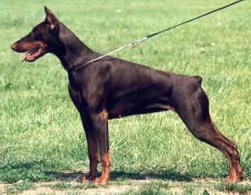 Jamaha Royal Bell | Brown Doberman Pinscher