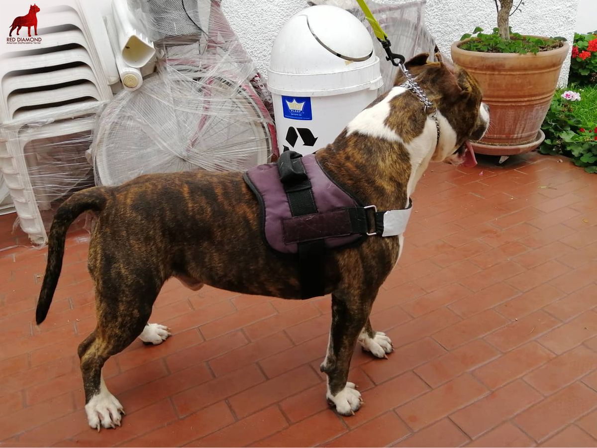 Genius AST All Eyes On Me | American Staffordshire Terrier 