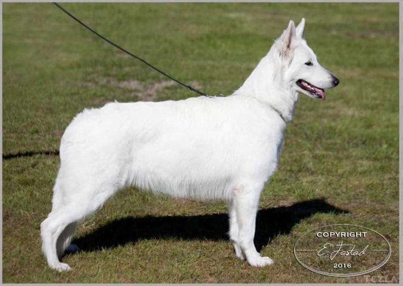 Tezla av White Rewyr | White Swiss Shepherd Dog 