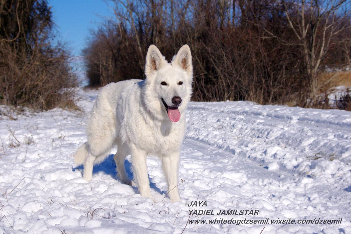 FANCY JAYA BIALA Wiedzma | White Swiss Shepherd Dog 