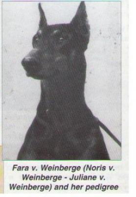 Fara v. Weinberge | Black Doberman Pinscher