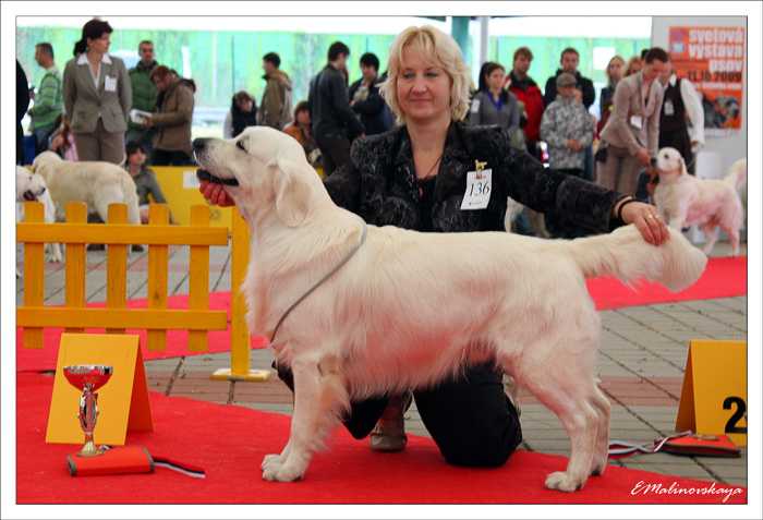Swanavly Imperial Emerald | Golden Retriever 