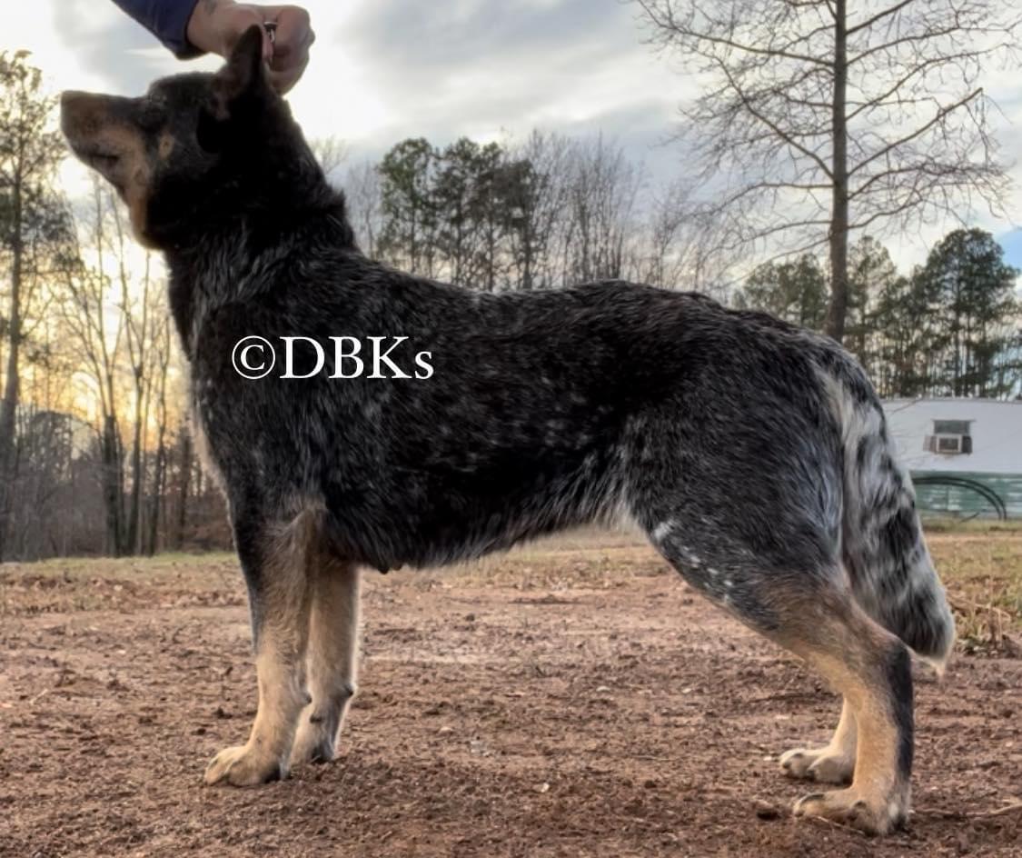 Whispering Pines Loretta Lynn | Australian Cattle Dog 