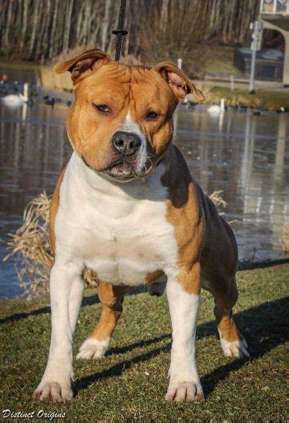 Distinct Origins Lino | American Staffordshire Terrier 
