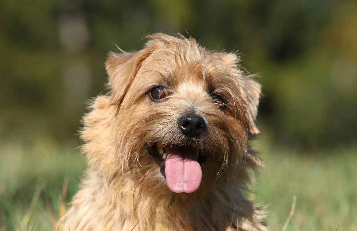 Norfolk Terrier