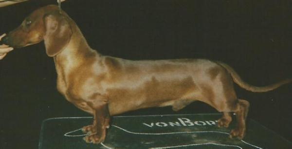 vonBork's Future Shock of PO | Dachshund 