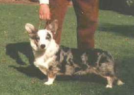 Willowglen Silver Cavalier | Cardigan Welsh Corgi 