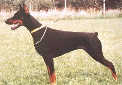 Chessy v. Falltor | Black Doberman Pinscher