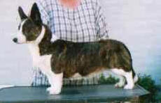 Hashfan  Gwendy Going West | Cardigan Welsh Corgi 