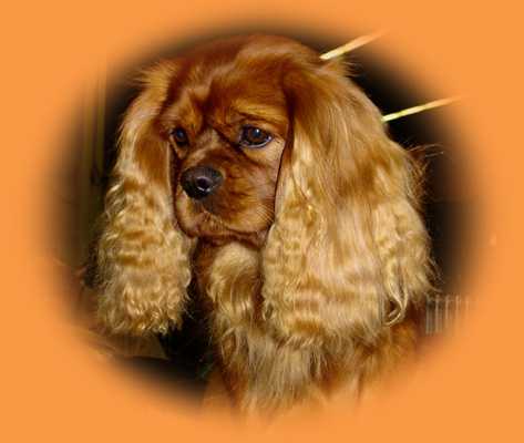 Dorkas Von der Ritterfeste | Cavalier King Charles Spaniel 