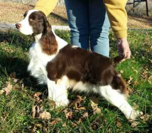 Tatum Creek's Ave Dreaming D'Lila | English Springer Spaniel 