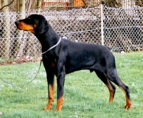 Victor v. Roveline | Black Doberman Pinscher