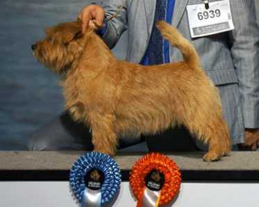 ALLRIGHT DESERT PRINCE | Norfolk Terrier 