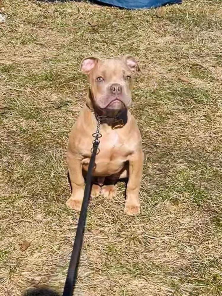 Shoreline's Canelo | Olde English Bulldogge 