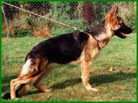 Tess von Waterloo | German Shepherd Dog 