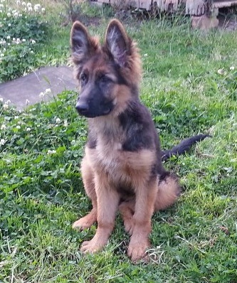 Gayra Von Haus Peter | German Shepherd Dog 