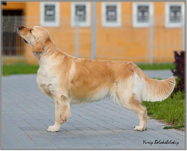 Yunita | Golden Retriever 