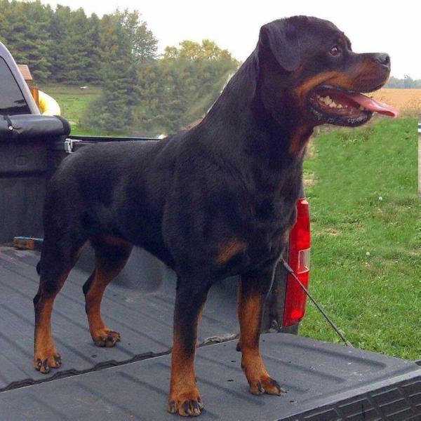 Nina vd moscono ranch | Rottweiler 